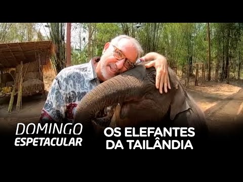 Vídeo: Como Ver Os Elefantes De Maneira Responsável Em Sua Viagem à Tailândia