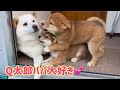 Q太郎パパが大好きチビーズにタジタジパパ😂