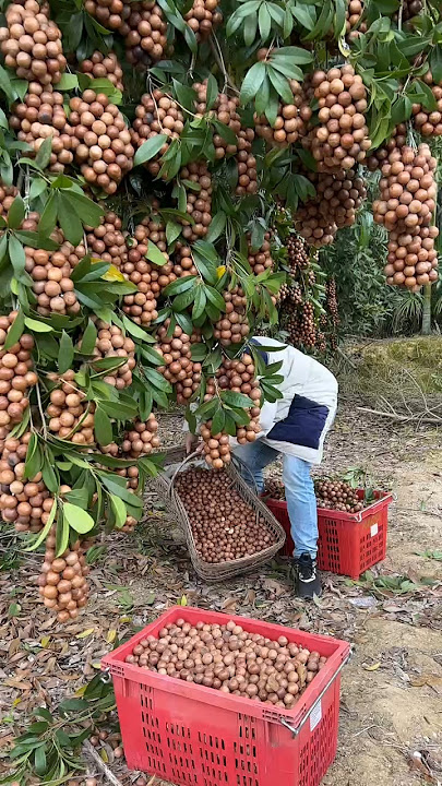 Macadamia nuts harvesting from farmers and beautiful natural #agriculture #macadamia