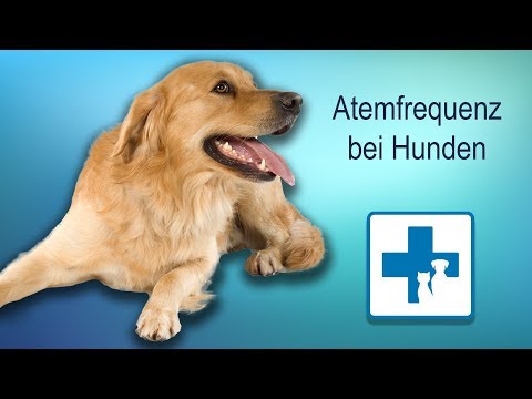 Video: Schnelle Herzfrequenz Bei Hunden