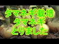 【タマネギ栽培】2021タマネギ栽培。2021年１０月に定植してから半年やっと収穫しました。