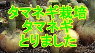 【タマネギ栽培】2021タマネギ栽培。2021年１０月に定植してから半年やっと収穫しました。