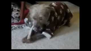 Xolo Rescue League Foster Boy - Captain