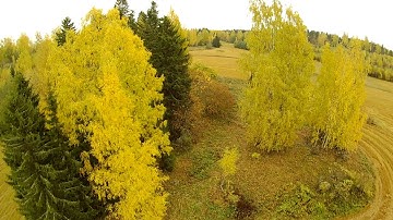 Tree branches do not stop the H109s