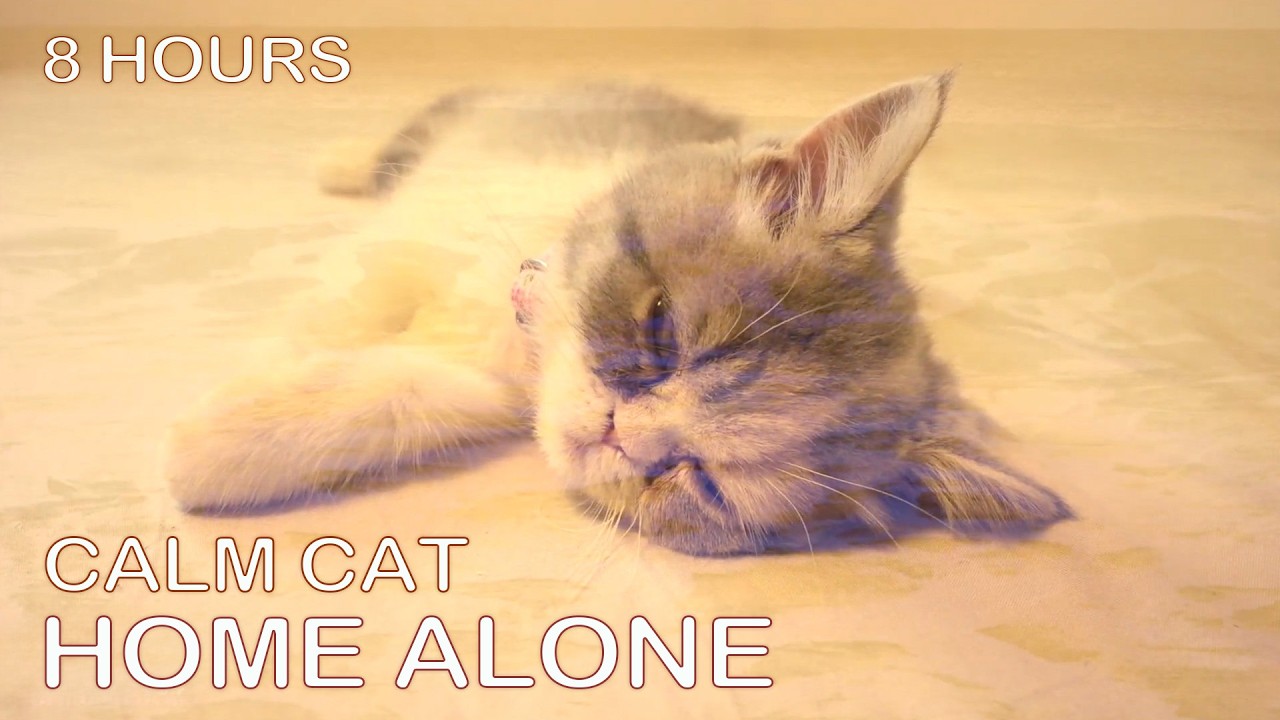 8 hours of continuous white noise: Block out distractions Sound Masking ...