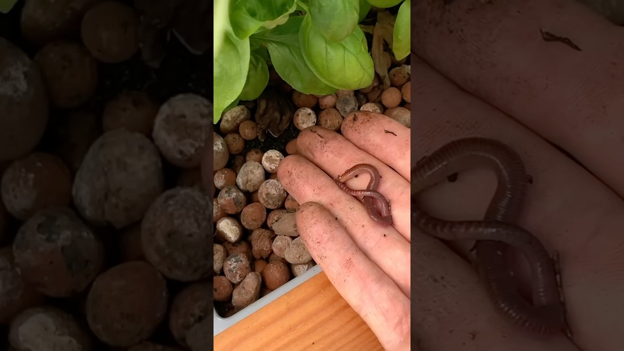 Compost Worms The Hidden Heroes Of Aquaponics How They Clean Filter Your System 
