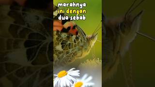 Download Mp3 Wanita bukan penghuni surga #shorts Gudang lagu Download Mp3 Wanita bukan penghuni surga #shorts