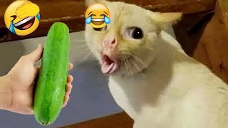 Best Funny Animals 2024 😍 Funniest Dogs and Cats 😻🐶