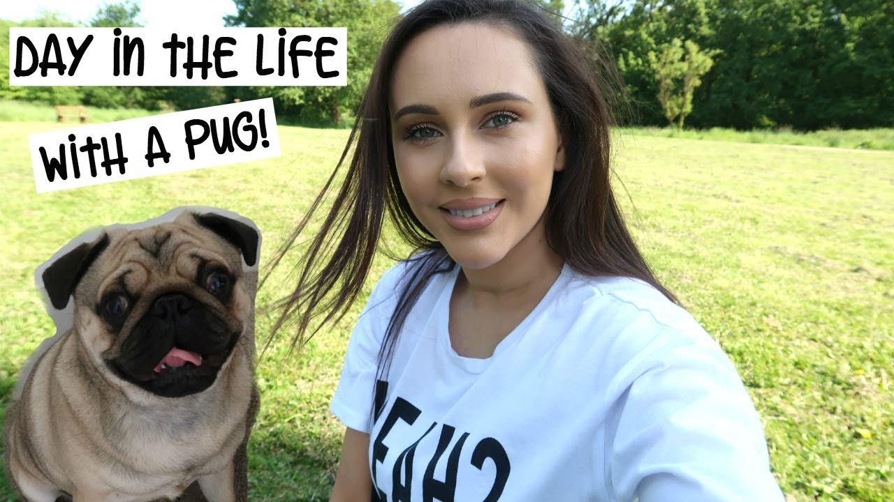 life with a pug