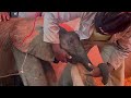 A blood transfusion for baby elephant phabeni  guess who the donor was