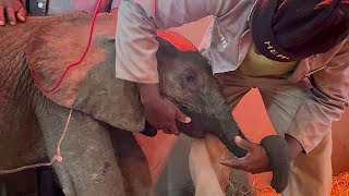 A Blood Transfusion for Baby Elephant Phabeni — Guess Who the Donor Was by HERD Elephant Orphanage South Africa 46,695 views 3 weeks ago 22 minutes