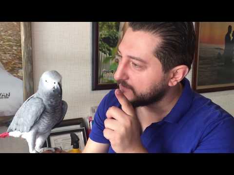Video: Bir Papağan Zeki Bir Kuş Mu Yoksa Sadece Ezberlenmiş Cümleleri Mi Tekrarlıyor?