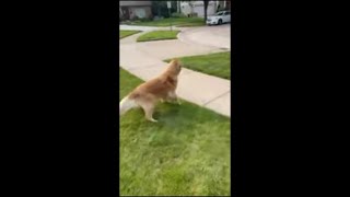 Dog Rushes Outside Barking for the Ice Cream Truck Then Eats One