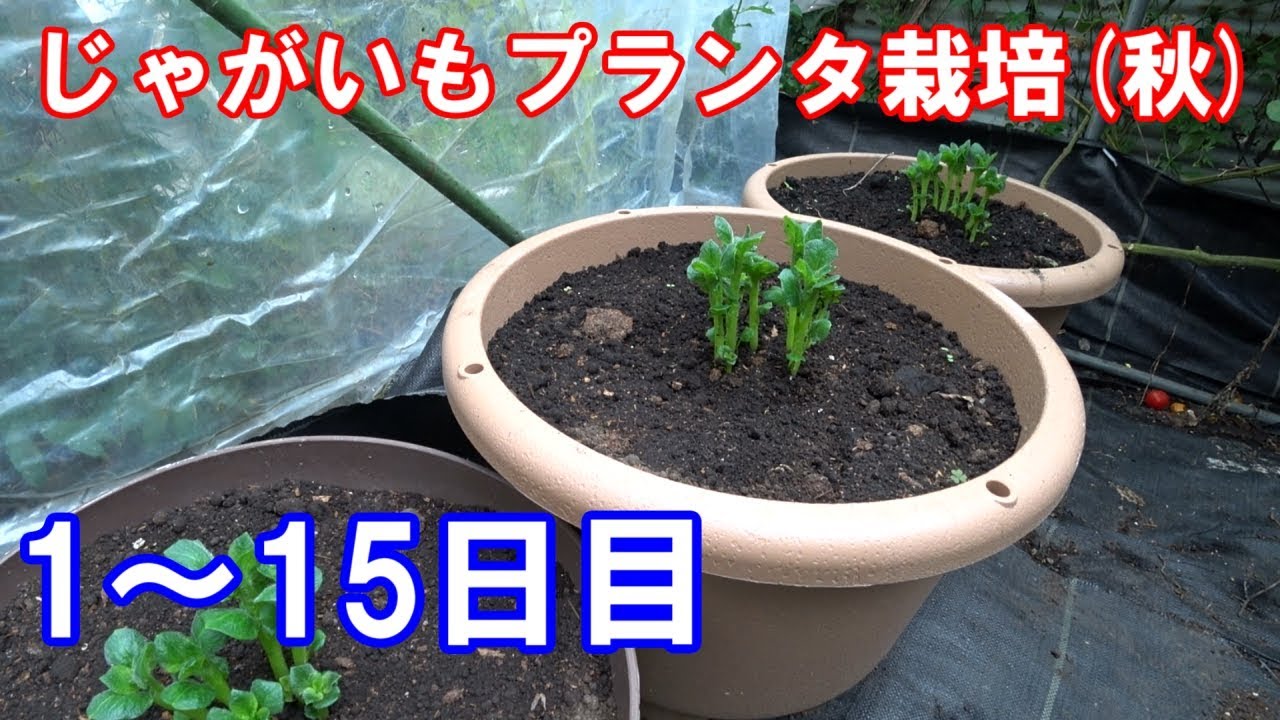 じゃがいもプランタ栽培 秋 01 土作りと種芋植えから発芽まで 雨よけ栽培です Youtube