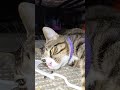 milo part one