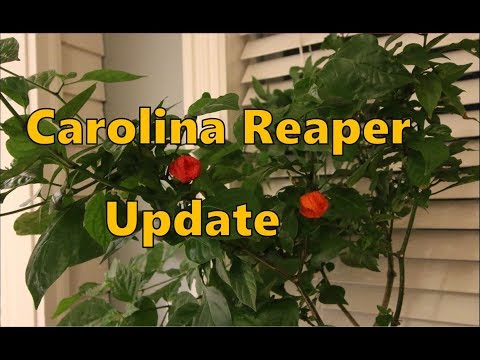 Growing the Carolina Reaper Update