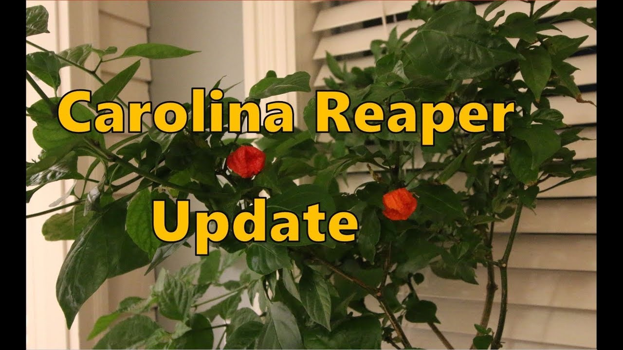 Growing the Carolina Reaper Update