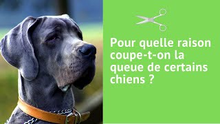 Pour quelle raison coupe-t-on la queue de certains chiens ?