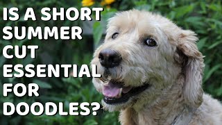 Is a Short Summer Cut Essential for Doodles? FAQs: Coat Types, Insulation, & When to Get Him Shaved by Doodle Doods 5,702 views 3 years ago 7 minutes, 33 seconds