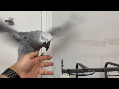 5 reasons you shouldnt get an african grey parrot