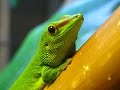 Содержание Фельзумы | Дневной мадагаскарский геккон | Phelsuma grandis