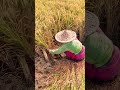 traditional skills of farmers in rice harvesting