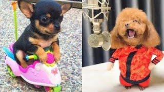 Baby Dogs- Cute and Funny dog videos Compilation #32|#funny#animals#cute#cat