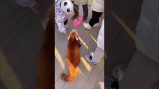 Famous Red panda want hug #animals #panda #love#animalvole #pets Net Worth
