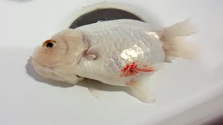 LIOW VIDEO: My goldfish died :(  金鱼受伤死亡