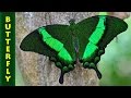 Парусник Палинур (лат. Papilio palinurus)