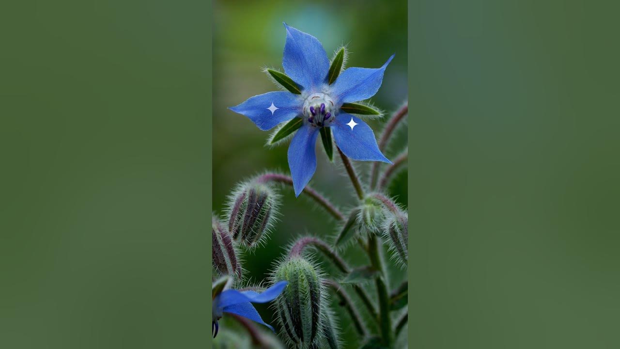 6 beneficial herbs for Anxiety, Stress and Panic Attacks YouTube