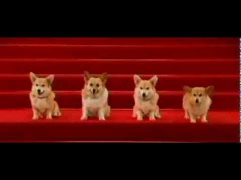 corgi singing happy birthday