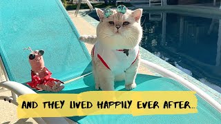 CATS' true LOVE | Apollo's VALENTINE'S DAY