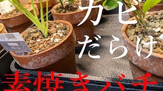 カビ Youtube