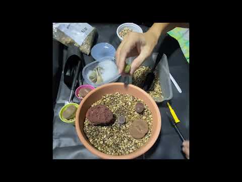 Video: Lithops Are Amazing 