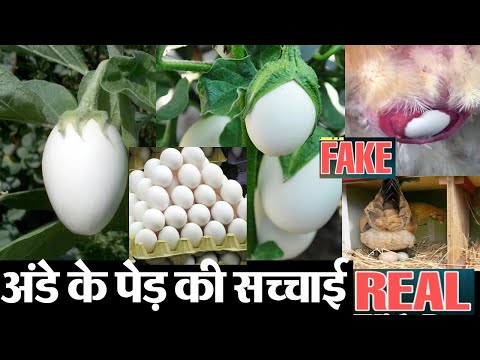 वीडियो: एनएच में कौन से पेड़ उगते हैं?