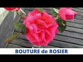 Bouture de ROSIER très FACILE