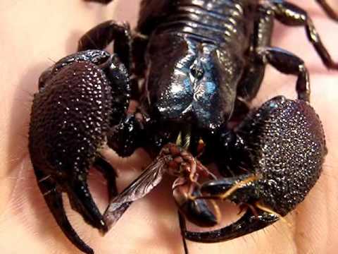 What do scorpions eat?