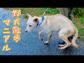 【野犬いきなり散歩】保健所から引き出してすぐ散歩トレーニング成功するのか？ぶっつけ本番動画！