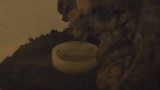 Crested Gecko Eating