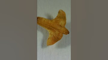 Deze kleine vleugels zien er fascinerend uit onder de microscoop 👀