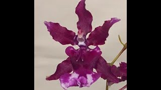 Orquídea Oncidium Heaven Scent Sweet Baby Adulta