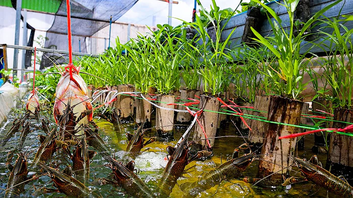 I Built Backyard Aquaponics System for Crawfish Raising and White Radish, Water Spinach Growing - DayDayNews