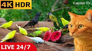 LIVE 24/7 Cat TV 😻 Cute Birds & Squirrels in Nature for Bored Cats to Watch 🐦 Cat Games 4K HDR screenshot 5