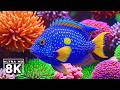 The Best 4K Aquarium – Peaceful Underwater World &amp; Soothing Music for Deep Sleep
