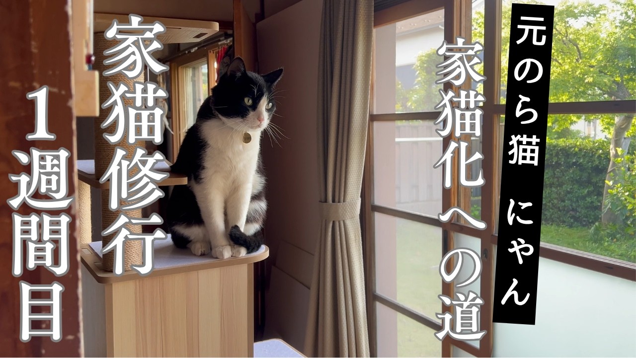 一閑張り（猫） 1st week ：started keeping our cat strictly indoors - YouTube
