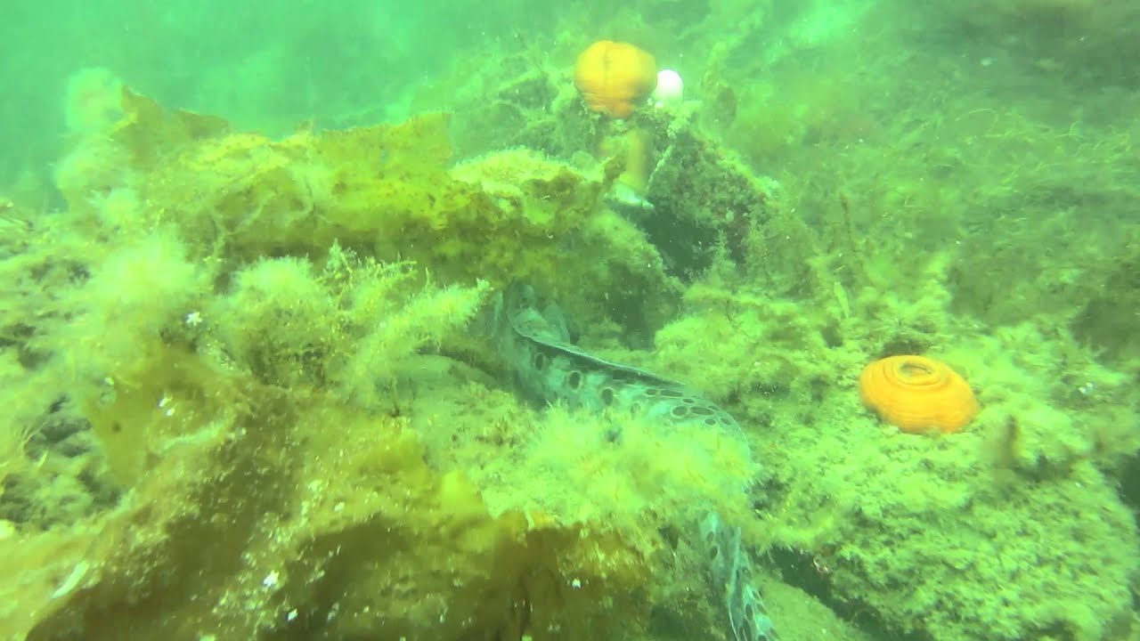 Diving Hoodsport, WA July 2013 YouTube