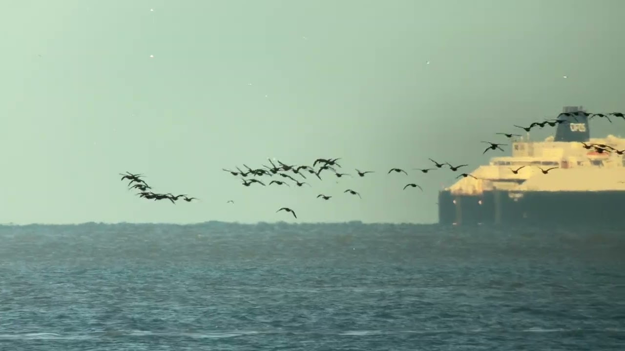 kowascoping seawatch northern France