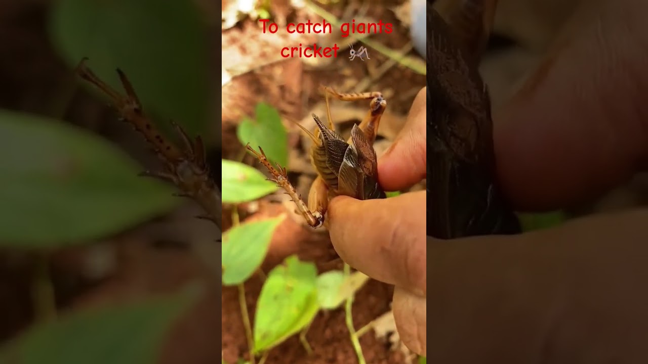 harvesting bullet ant to catch giants cricket for food 