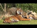 Tiger cub with her mom